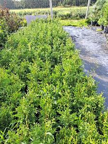 Spruce Trees for Sale - Photo 4