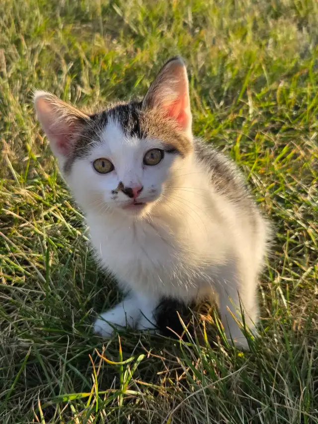 Kittens to rehome