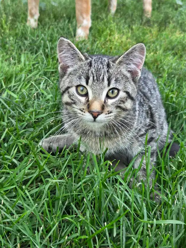 kittens to rehome