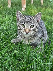 kittens to rehome