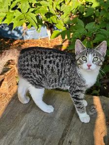 kittens to rehome - Photo 3