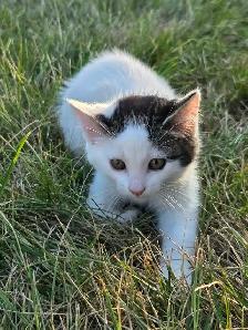 kittens to rehome - Photo 4