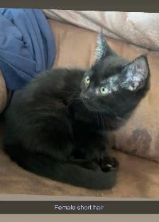 Kitten looking for good home