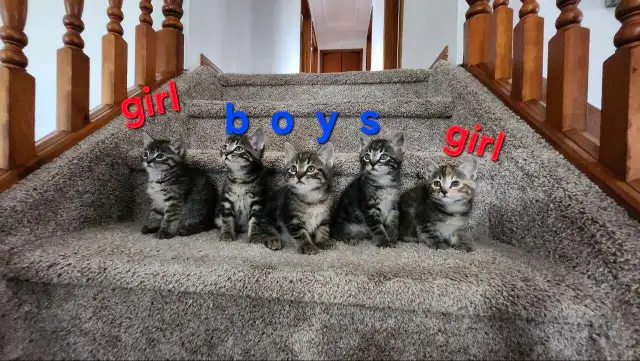 Beautiful kittens