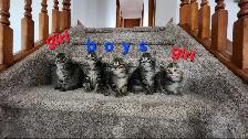 Beautiful kittens
