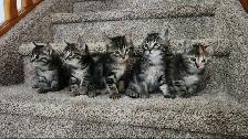 Beautiful kittens - Photo 2