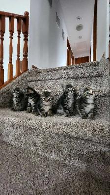 Beautiful kittens - Photo 3