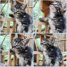 Beautiful kittens - Photo 4
