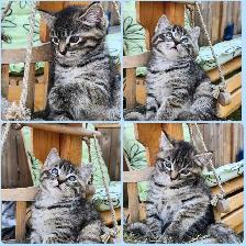 Beautiful kittens - Photo 5