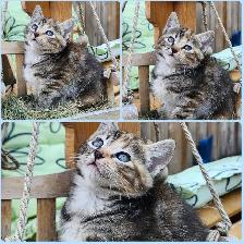 Beautiful kittens - Photo 6