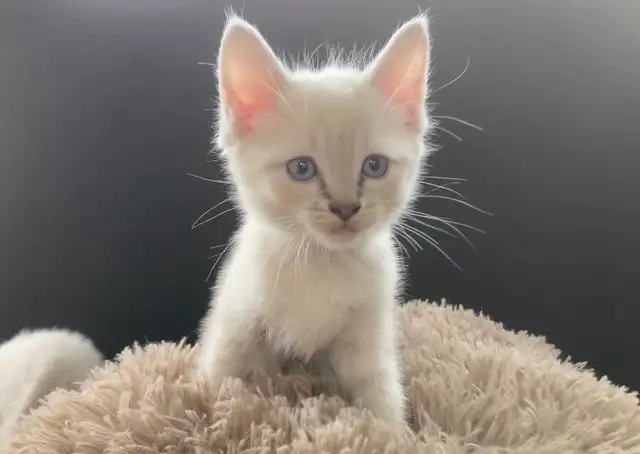 Beautiful Lynx Point Ragdoll x Siamese Kittens - Ready Now