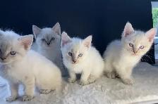 Beautiful Lynx Point Ragdoll x Siamese Kittens - Ready Now - Photo 4