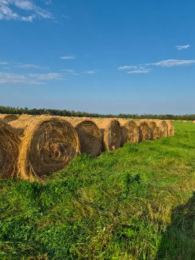 Hay for Sale
