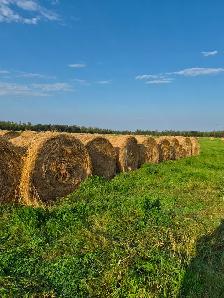 Hay for Sale