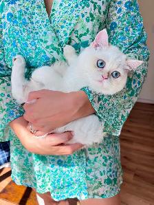 British Shorthair Colorpoint Kitten /Blue Eyes/ LaMajeur Cattery - Photo 2