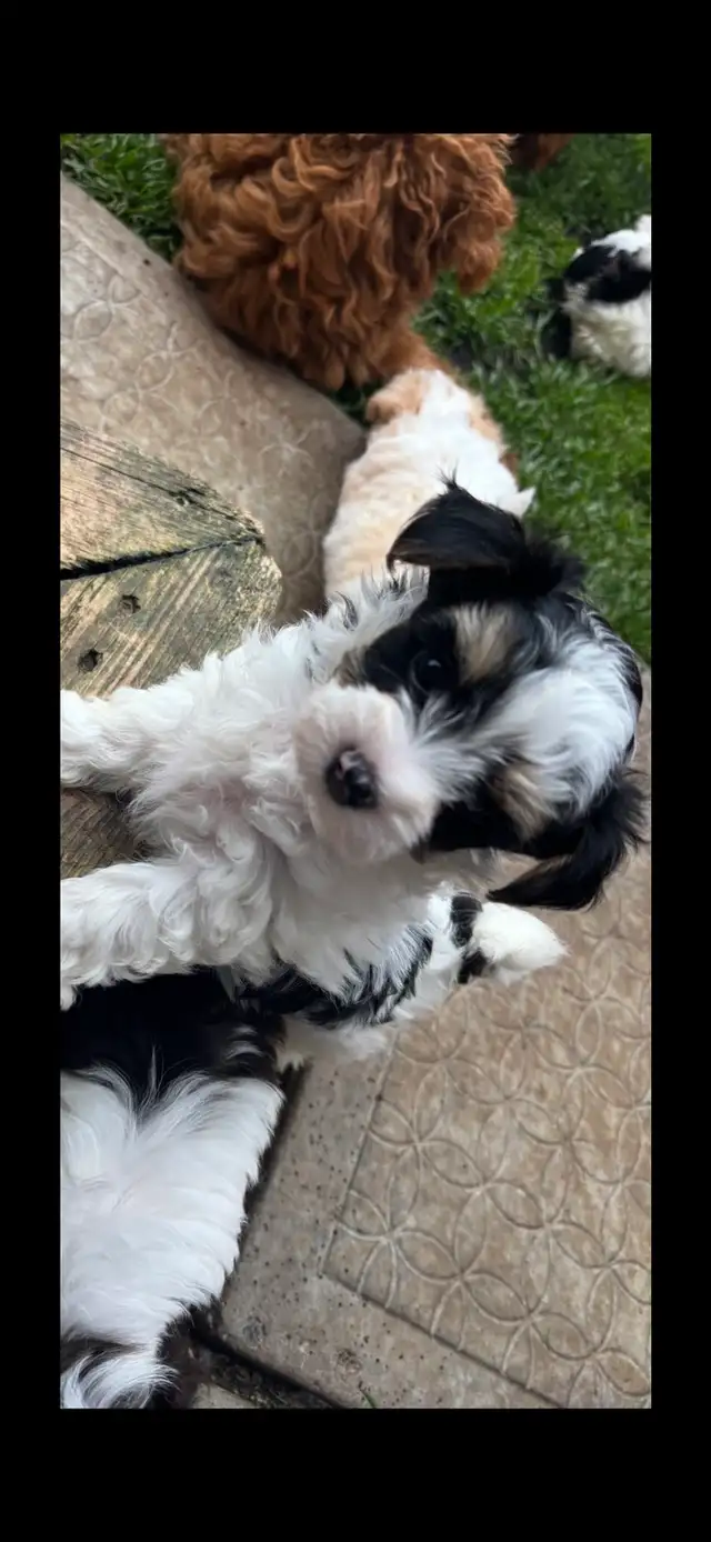 Morkie Puppys