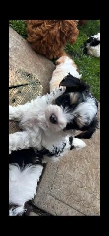 Morkie Puppys