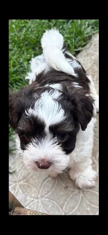Morkie Puppys - Photo 2