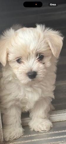 Morkie Puppys - Photo 3