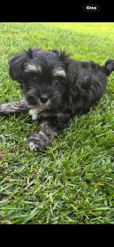 Morkie Puppys - Photo 4