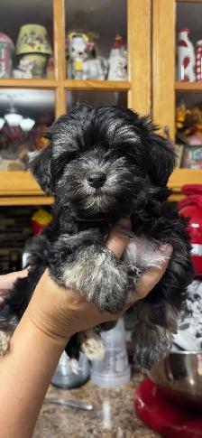 Morkie Puppys - Photo 5