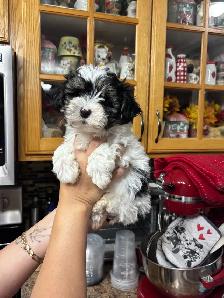 Morkie Puppys - Photo 6