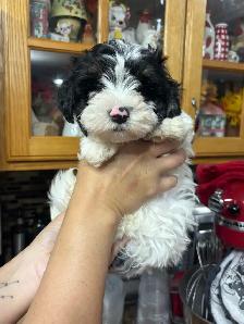 Morkie Puppys - Photo 7