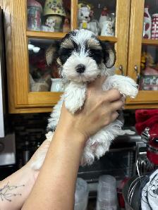 Morkie Puppys - Photo 8