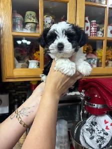 Morkie Puppys - Photo 9