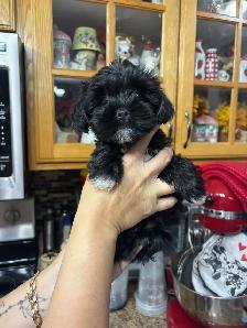 Morkie Puppys - Photo 10