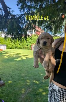 Chiot Golden retriever