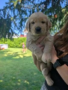 Chiot Golden retriever - Photo 2
