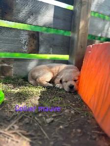 Chiot Golden retriever - Photo 3