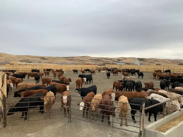 custom cattle feeding