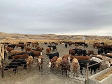 custom cattle feeding