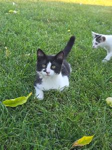 kittens looking for a new home - Photo 2