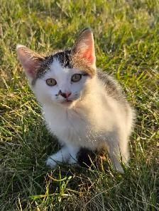 kittens looking for a new home - Photo 4