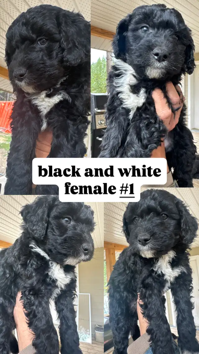 6 weeks old Bernedoodles ready to home September 19, Reserve NOW