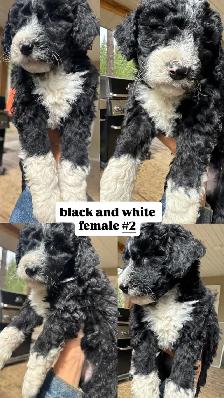 6 weeks old Bernedoodles ready to home September 19, Reserve NOW - Photo 2