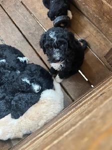 6 weeks old Bernedoodles ready to home September 19, Reserve NOW - Photo 10