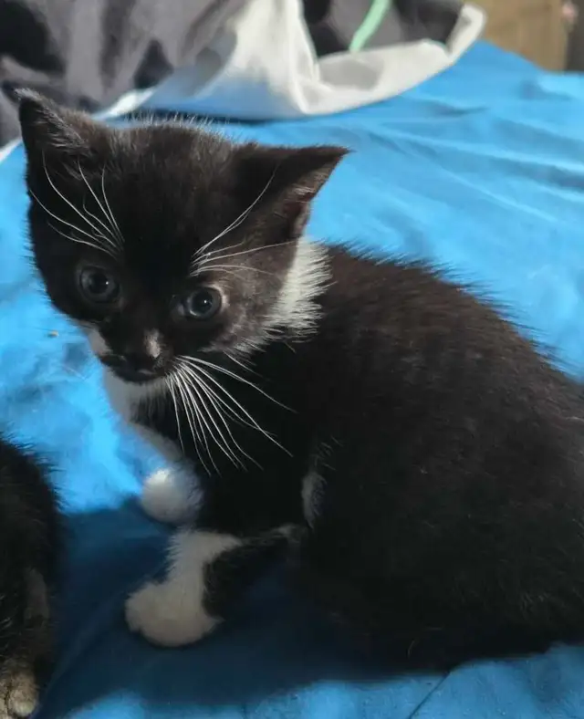 Kitten Looking For Her Forever Home