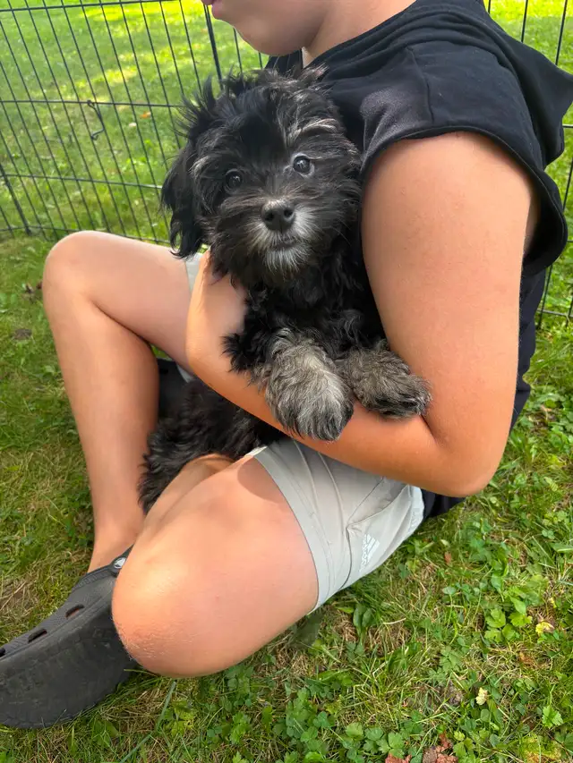 HAVANESE CKC PUPPIES