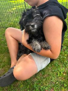 HAVANESE CKC PUPPIES