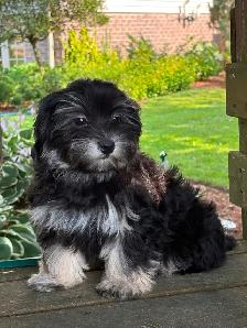 HAVANESE CKC PUPPIES - Photo 2