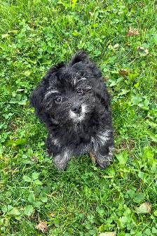 HAVANESE CKC PUPPIES - Photo 3