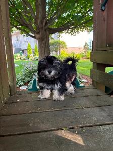 HAVANESE CKC PUPPIES - Photo 4