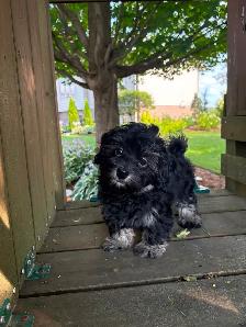 HAVANESE CKC PUPPIES - Photo 5