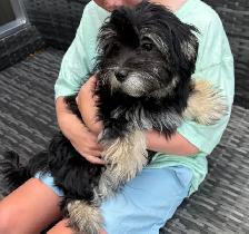 HAVANESE CKC PUPPIES - Photo 6