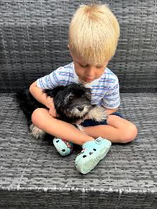 HAVANESE CKC PUPPIES - Photo 7