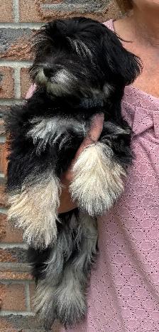 HAVANESE CKC PUPPIES - Photo 8